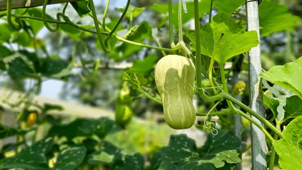 CUCURBITA MOSCHATA